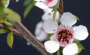 detoxjapan660400-205