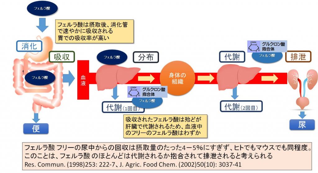 フェルラ酸の吸収・分布・代謝・排泄のイメージ